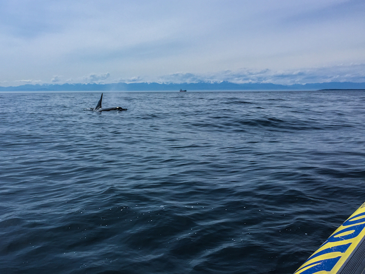 Zodiac whale watching tours in Victoria